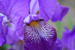 Iris / ***