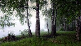 Misty forest / ***