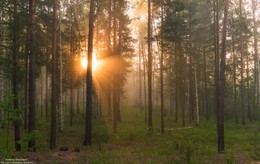 Morgen in den Wald. / ***