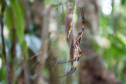 Palmspinne / Eine weibliche Palmspinne aufgenommen auf den Seychellen