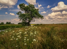 Einsamer Baum / ***