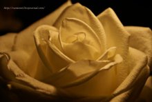Rose / ***
