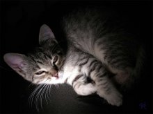 Meine Lieblings-Katze / ***