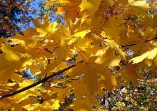 Herbst / ***