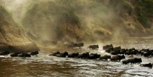 Die meisten Migration. Masai Mara. Battlefield. Ferry / ***