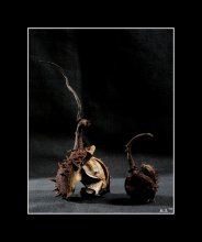 Kastanie 2 / ***