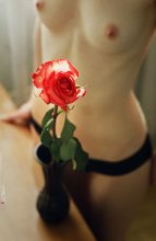 Rose / *****