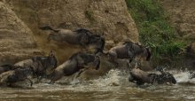 Die meisten Migration. Masai Mara Fluss überqueren. Battlefield / ***