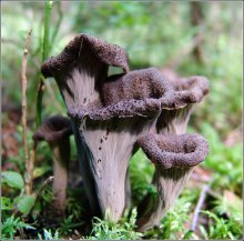 Pilze. / ***