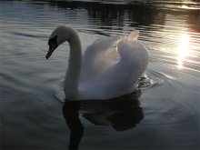 Weißer Schwan auf einem Teich / ***