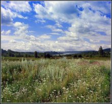 Wiesenblumen / ***