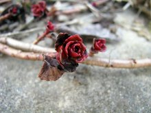 Im Garten der Rosen in voller Blüte. Frühjahr 2008. / ***