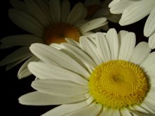 Gänseblümchen / ***