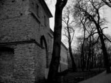 Straßenbäume / ***