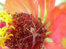 Spider auf tsinii / ***