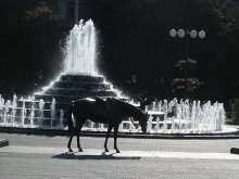 Pprgulka Pferd in der Sonne im Zentrum von Minsk / ***