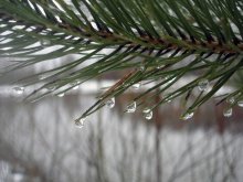 Tränen der Nadeln / ***