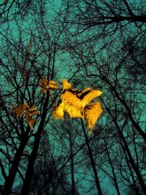 only  yellow leaves / ***