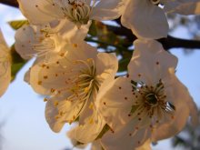 Cherry in Abendlicht / ***