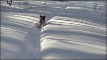 Hund, der bunten Feld rauscht / .....