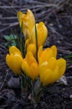 Krokusse / ***