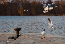 Aus dem Leben der Vögel / ***