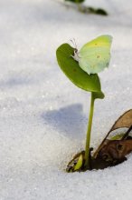 wo der Frühling ist geboren / ***