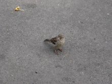 Sparrow / Somewhere in Minsk