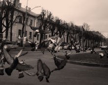 Vogeltanz / ***