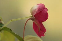 Blume / ***