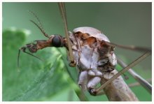 Mücke Kran-Fly- / ***