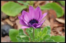 Blümchen / ***