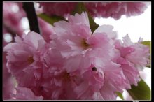 Sakura / ***