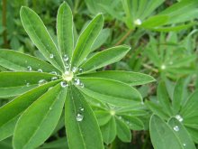 Nach dem Regen / ***