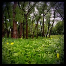 Green-Grün des Frühlings! / ***
