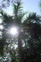 Sonnenstich / tailand