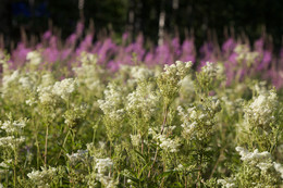 In einem Land mit dichtem Gras / ***