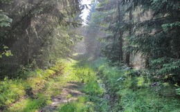 In den alten Wald / ***