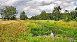 Straße in den Wald / ***