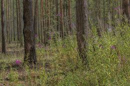 Waldblumen / ***