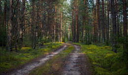 In einem Kiefernwald / ***