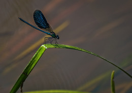 Dragonfly / ***