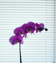 Orchid / ***