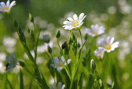 Auf der Wiese ... / ***