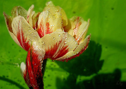 Frische / ***