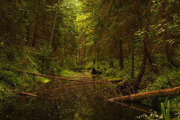 Beaver Creek / ***