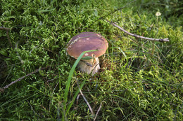 Im Wald / ***