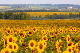 Sonnenblumen / ***