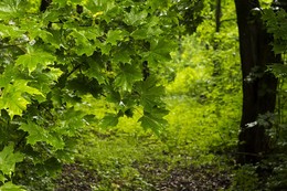 Nach dem Regen / ***