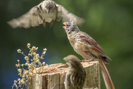 &quot;protecting investment&quot; / northern cardinal